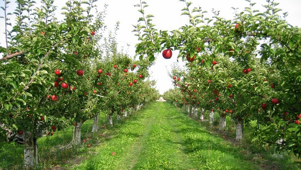 Ağaç, meyvesi olunca başını aşağı salar