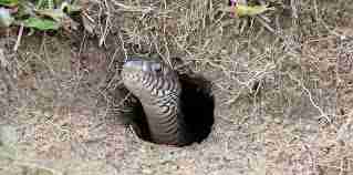 Tatlı dil yılanı deliğinden çıkarır